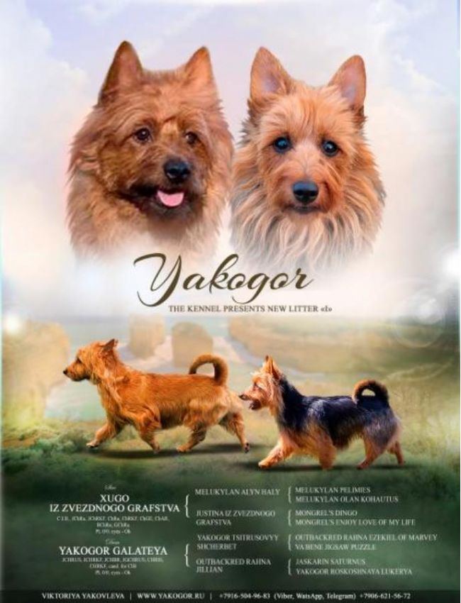 Щенки редкой породы Австралийский терьер Щенки редкой породы Австралийский терьер