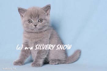 Британские котята, кошки и коты Британские котята, кошки и коты